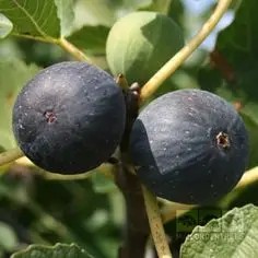 Brogiotto Nero füge bokor